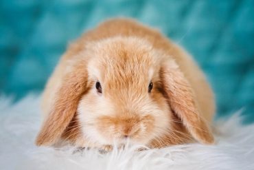 baby bunny on a rug with blue background