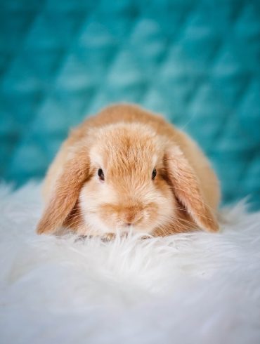 baby bunny on a rug with blue background