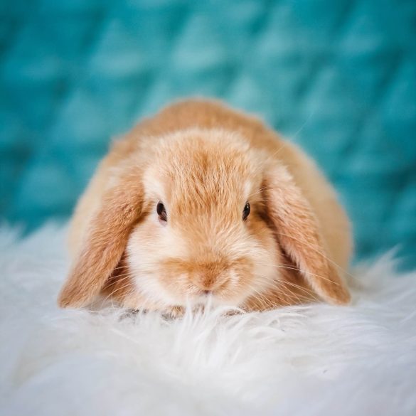 baby bunny on a rug with blue background