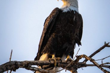 Bald eagle on a branch