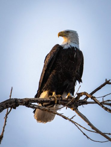 Bald eagle on a branch